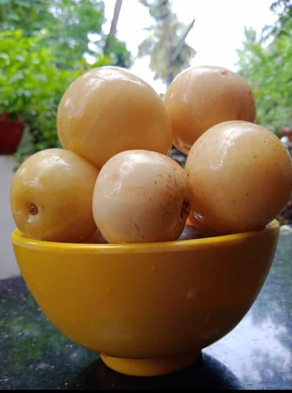 Amla in Brine 500g Amla in Brine 500g